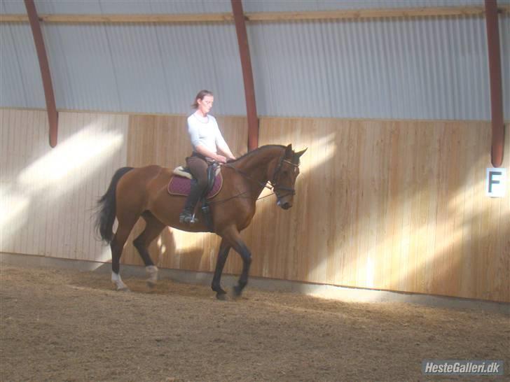 Dansk Varmblod Her Royal Highness    billede 12