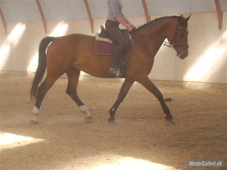 Dansk Varmblod Her Royal Highness    billede 13