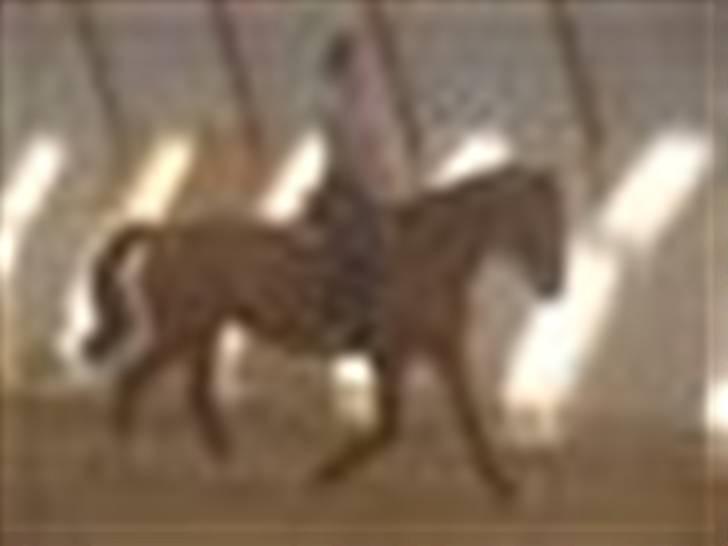 Dansk Varmblod Her Royal Highness    billede 14