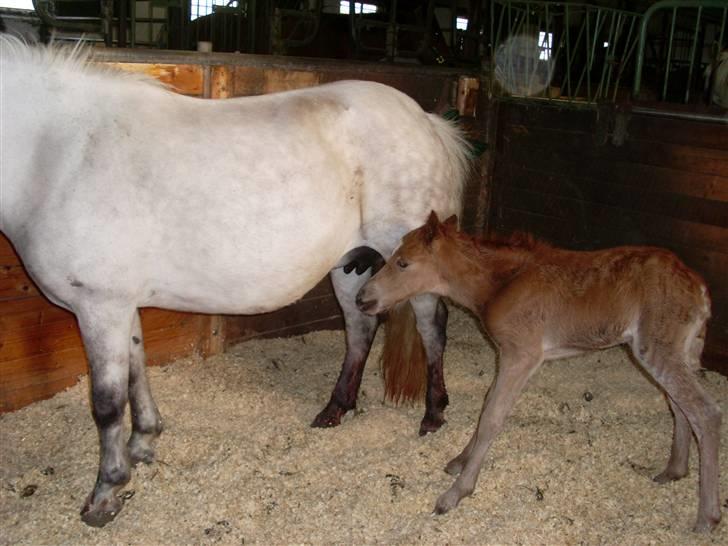 Anden særlig race Beauty Surprice  solgt billede 8