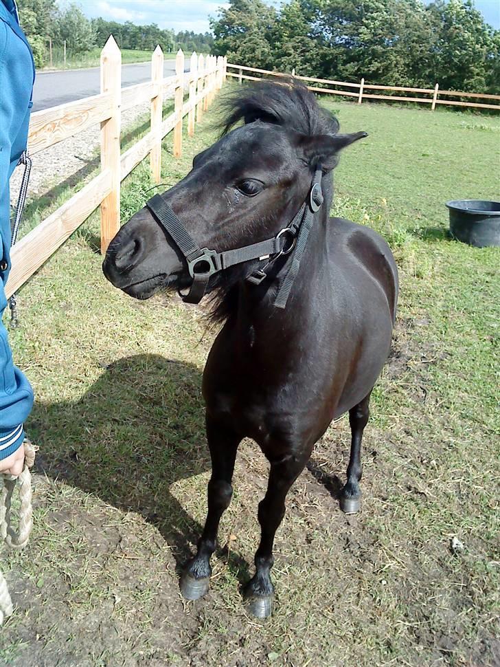 Shetlænder Wendy - hey! hvad laver du billede 9
