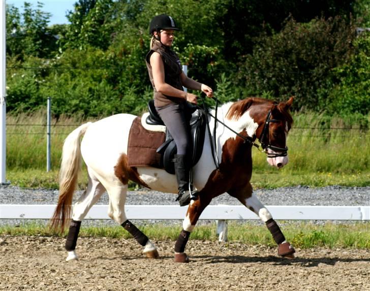 Anden særlig race Little sky (Solgt) - Gammelt ! :-* billede 4