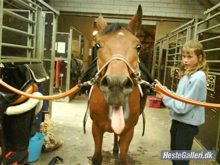 Anden særlig race Tequila R.I.P :'( <3 - gaaab! billede 20