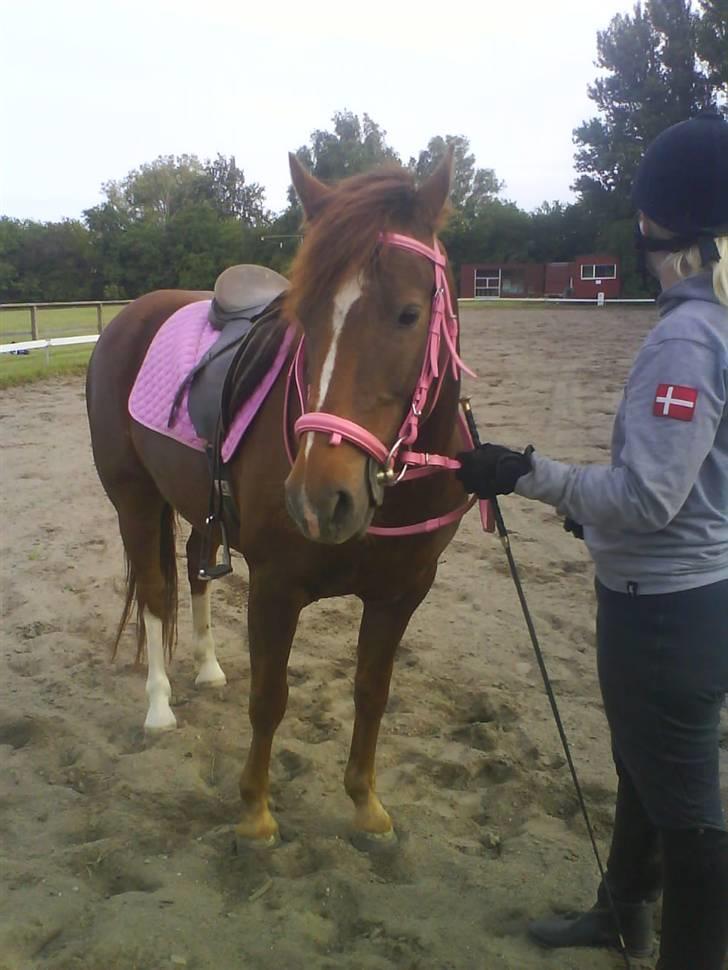 DSP Papaya. billede 9