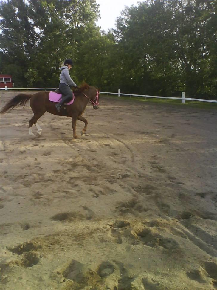 DSP Papaya. billede 10