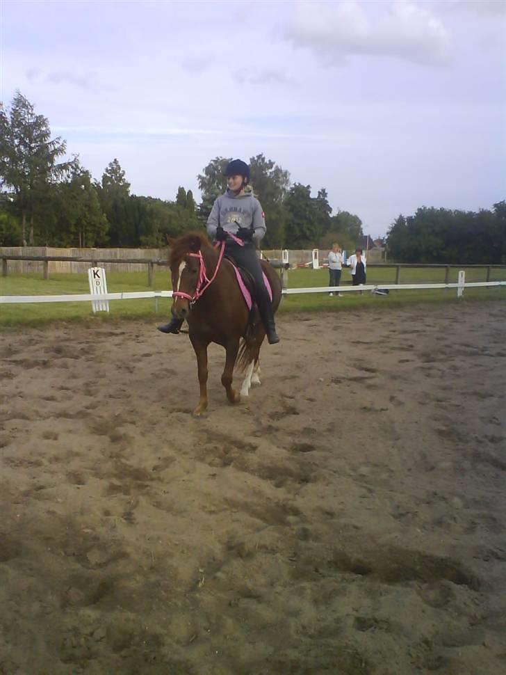 DSP Papaya. billede 11