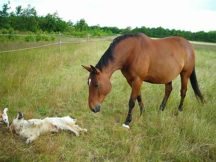 Dansk Varmblod Klostervangs nautilus - "Hvad laver i?" billede 27
