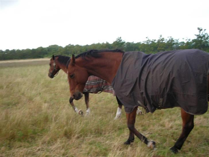 Dansk Varmblod Klostervangs nautilus - Modvind! billede 25