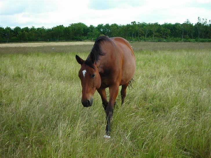 Dansk Varmblod Klostervangs nautilus - Her kommer jeg billede 18