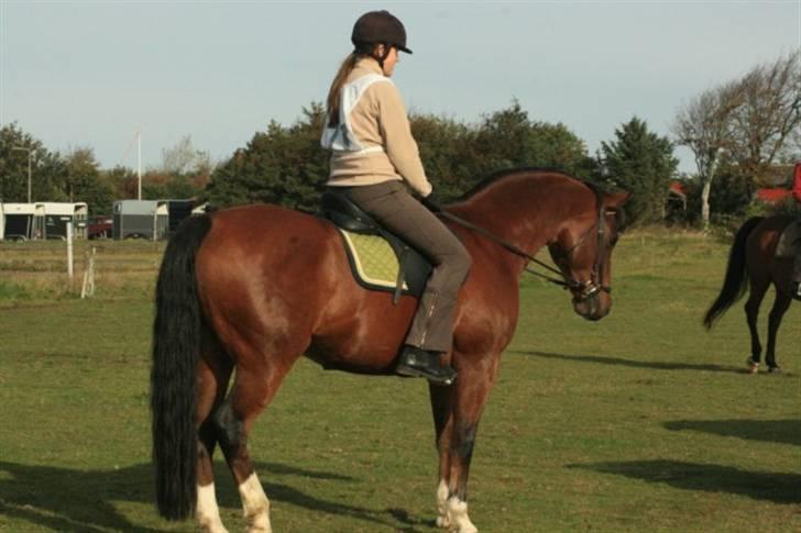 New Forest Malido - Blåbjerg ridtet 09 billede 13