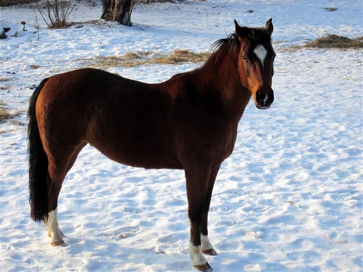 New Forest Malido billede 16