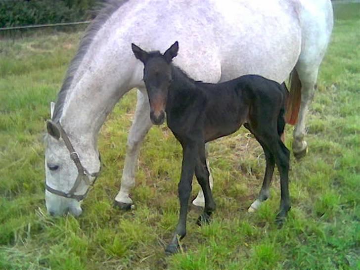 Dansk Varmblod Donna Castalina -solgt - nyfødt:D 15-06-09 billede 2