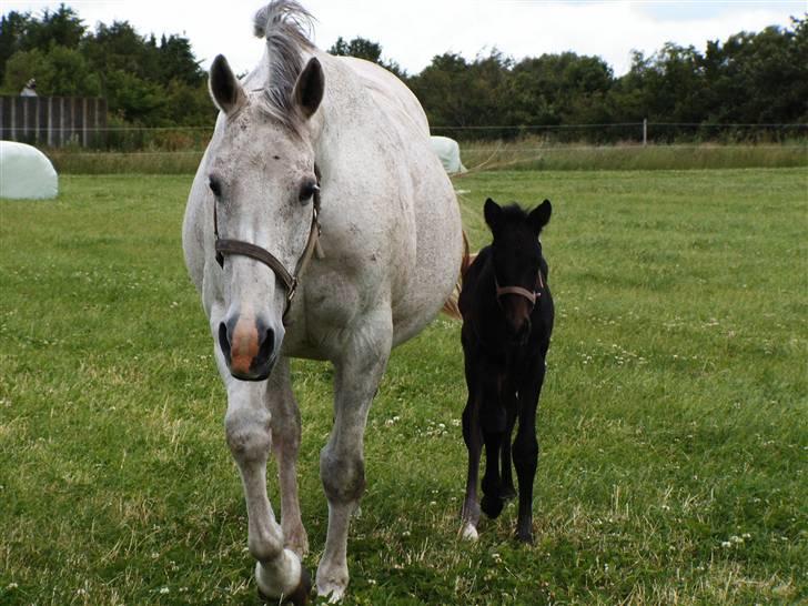 Dansk Varmblod Donna Castalina -solgt billede 4
