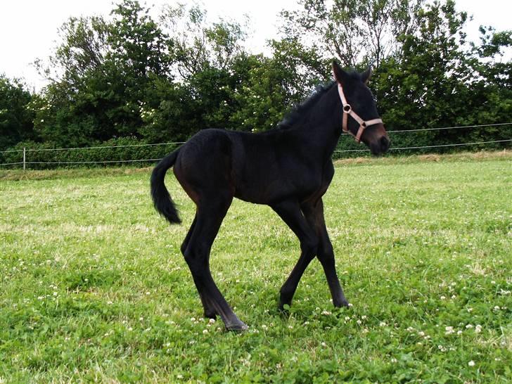 Dansk Varmblod Donna Castalina -solgt billede 6