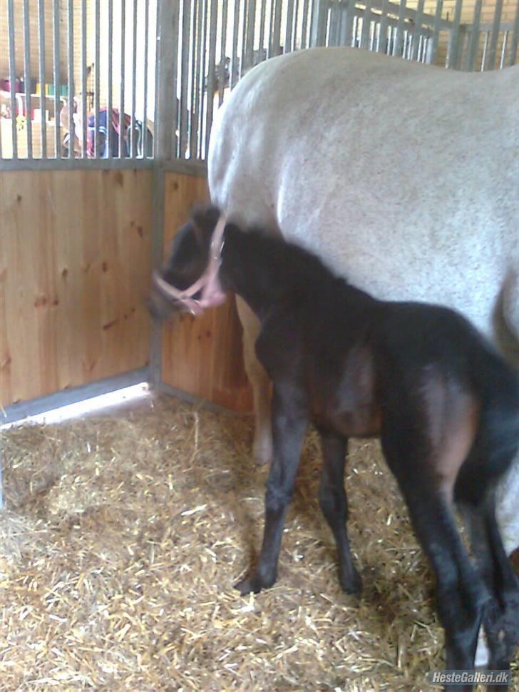 Dansk Varmblod Donna Castalina -solgt - en tur i boksen billede 7