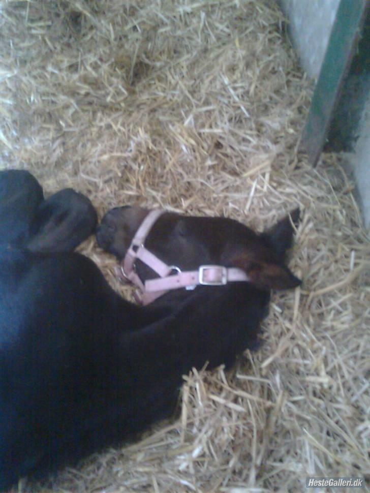 Dansk Varmblod Donna Castalina -solgt billede 8