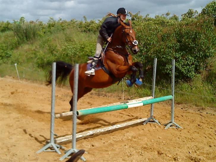 Anden særlig race Makir billede 12