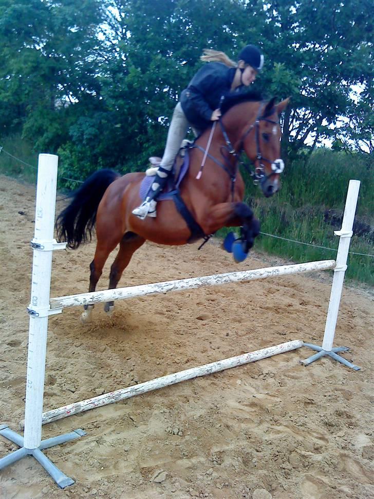 Anden særlig race Makir billede 13