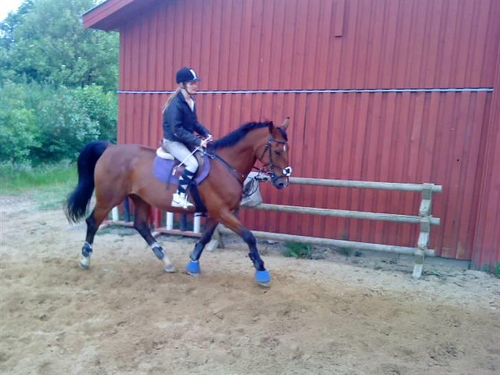 Anden særlig race Makir billede 14