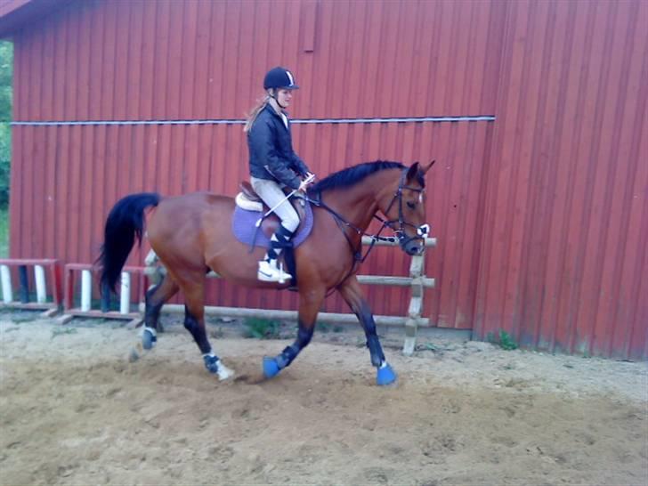 Anden særlig race Makir billede 15