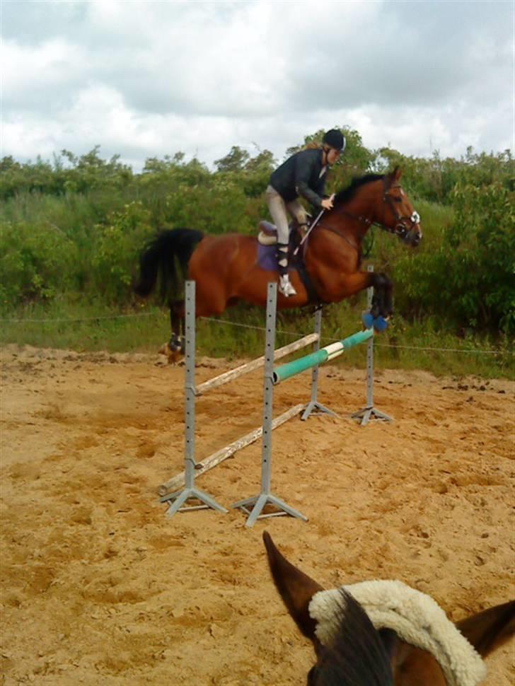 Anden særlig race Makir billede 16