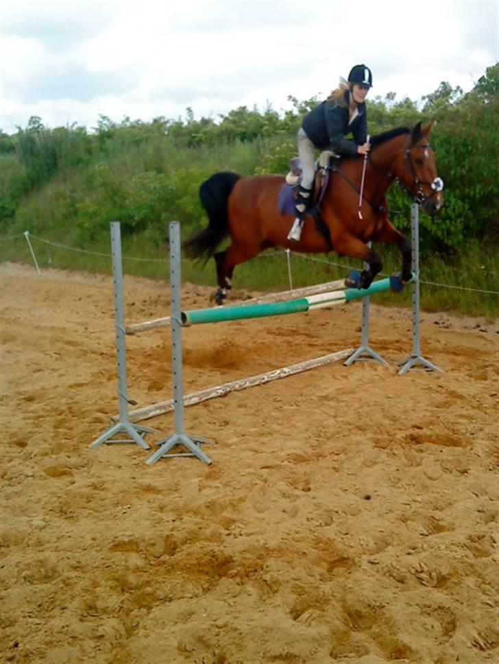 Anden særlig race Makir billede 17