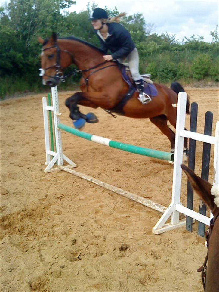 Anden særlig race Makir billede 18