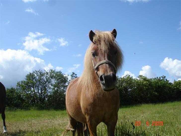 Shetlænder Freja solgt billede 14