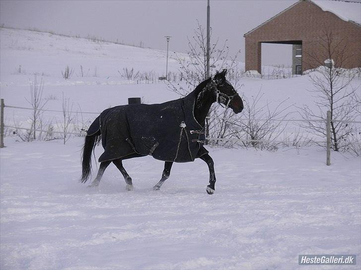 Traver Drau leber  R.I.P  - vinter 2010  Taget af Marikka godskesen billede 11