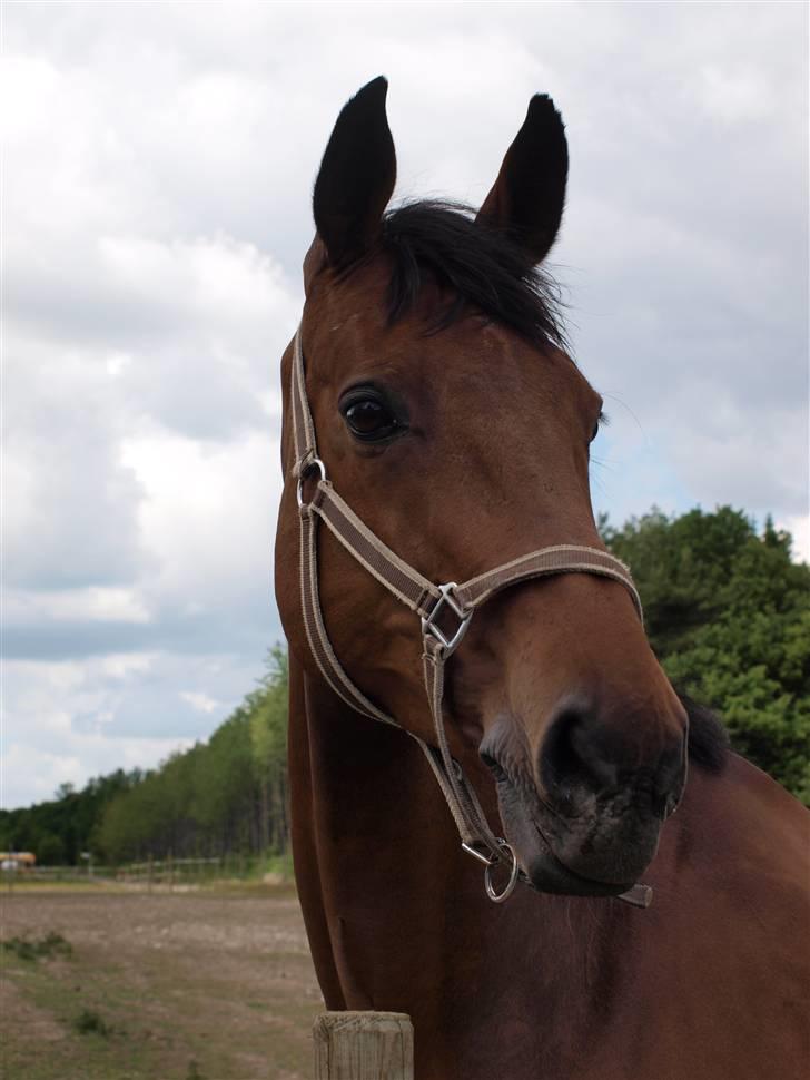 Holstener Pebbles Flyttet. miss you billede 18