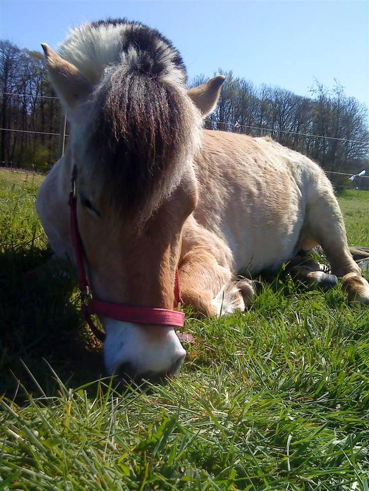 Anden særlig race Lady (Lise) - Den kære pony er blevet træt  billede 5