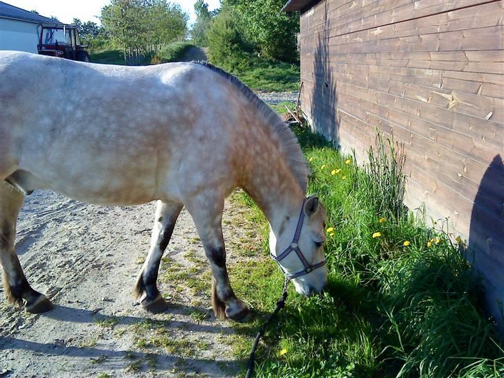 Anden særlig race bill gamel halvpart :'( - Velkommen til en smukke ponys profil  billede 1