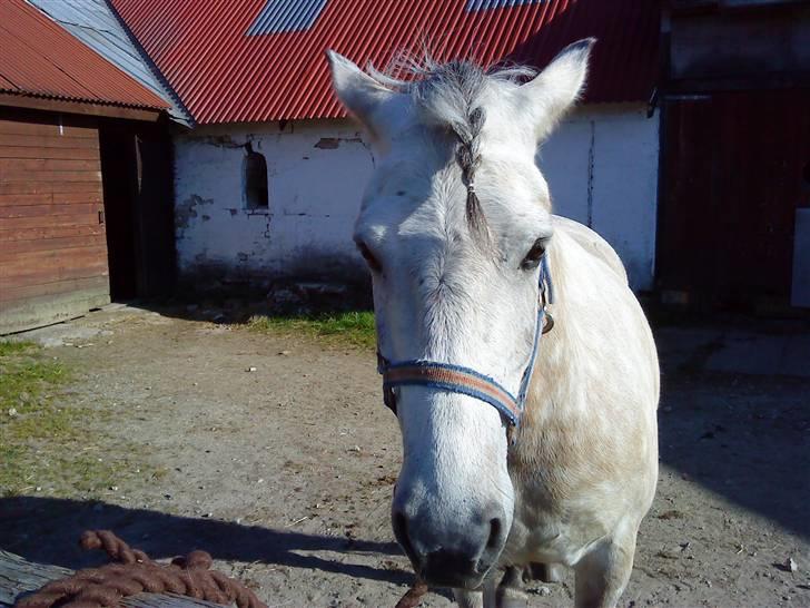 Anden særlig race bill gamel halvpart :'( - nu vil jeg på marken  billede 3
