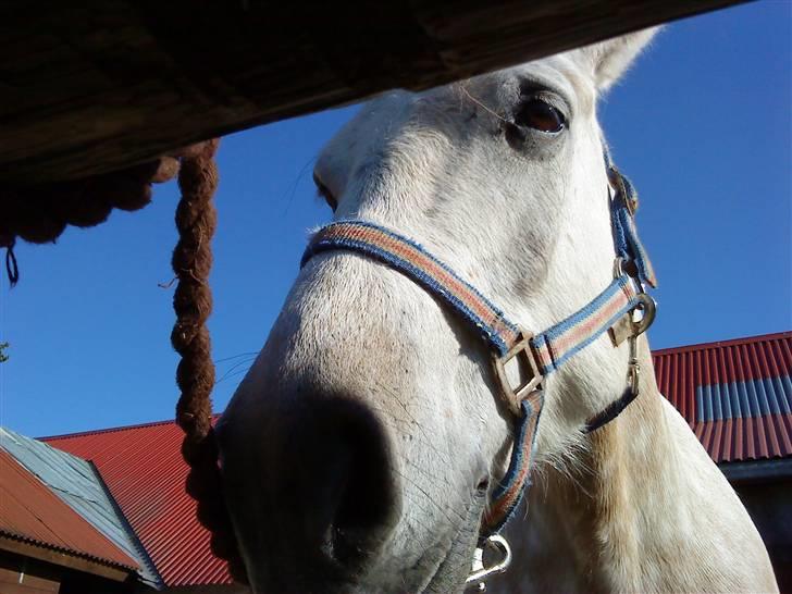 Anden særlig race bill gamel halvpart :'( - hej hej  billede 5