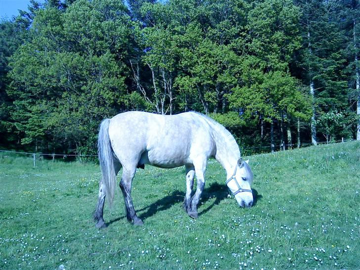 Anden særlig race bill gamel halvpart :'( - Elsker min mark  billede 6