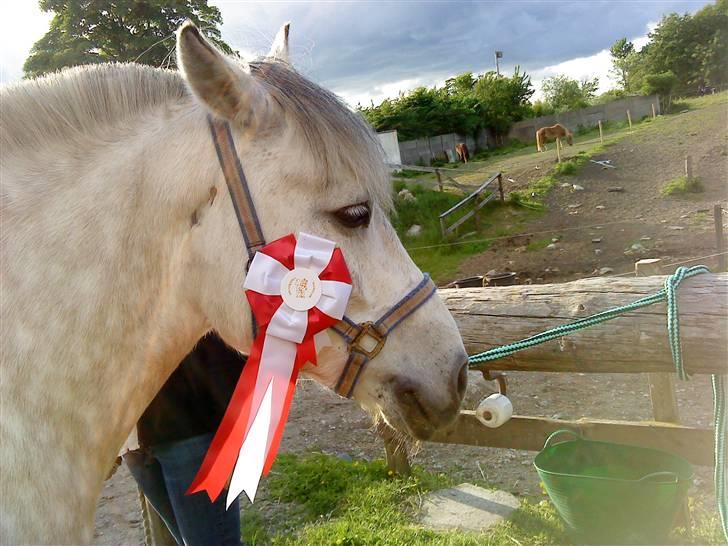 Anden særlig race bill gamel halvpart :'( - se er den ikke fin  billede 7