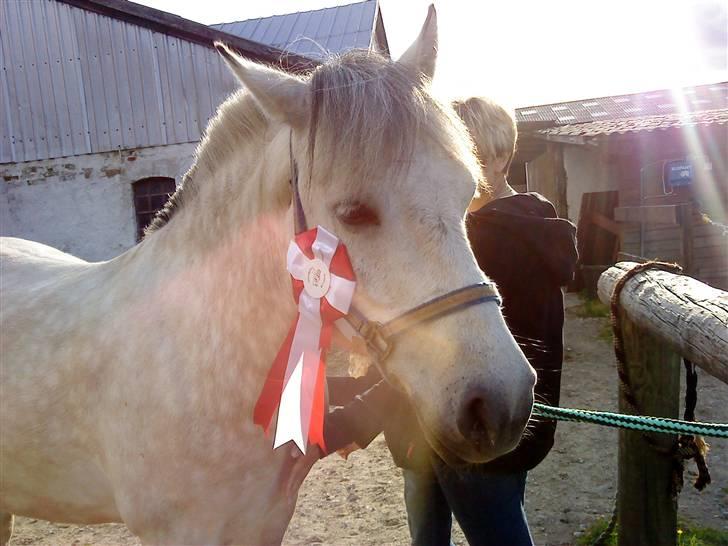 Anden særlig race bill gamel halvpart :'( - her har vi lige taget imod roseten  billede 8