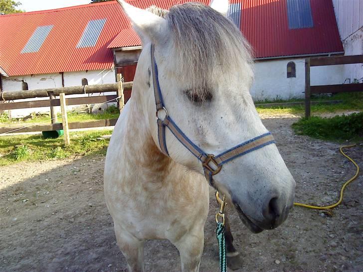 Anden særlig race bill gamel halvpart :'( - har lige været til undervisning  billede 9