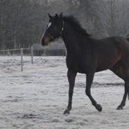 Dansk Varmblod Faurschous Magnifique 