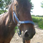 Traver Cerard Tidligere part