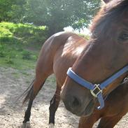 Traver Cerard Tidligere part