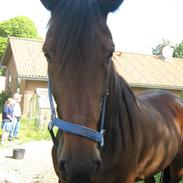 Traver Cerard Tidligere part