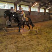 New Forest Tornhøjs Turbo gl. part