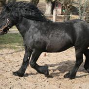 Fell pony Bishopdale DukefP50883C*