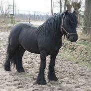 Fell pony Bishopdale DukefP50883C*