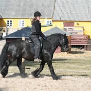 Fell pony Bishopdale DukefP50883C*