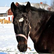 Oldenborg Luna | Hoppebolden |