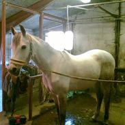 Arabisk fuldblod (OX) Zagros *Aflivet*  :(