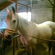 Arabisk fuldblod (OX) Zagros *Aflivet*  :(