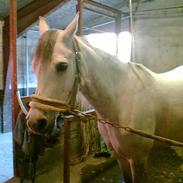 Arabisk fuldblod (OX) Zagros *Aflivet*  :(